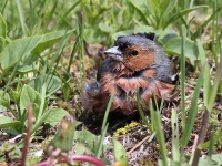 2016-05-18 13h11m11 - Vink - Aat Bender